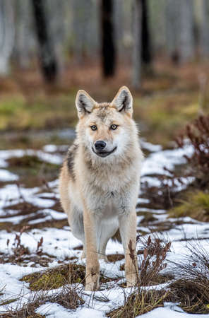 Eurasian wolf, also known as the gray or gray wolf, also known as Timber wolf. front view....