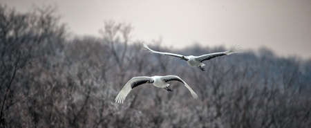 The red-crowned cranes in flight. Scientific name: Grus japonensis, also called the Japanese crane...
