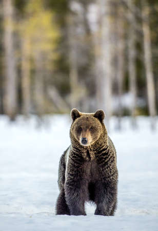 Bear in the snow-covered field, front view. Brown bear in winter forest. Scientific name: Ursus Arctos. natural habitat.の写真素材