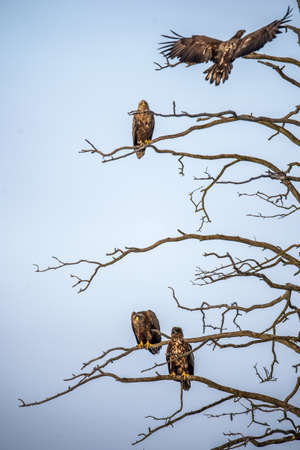 Juvenile White-tailed eagles on the tree. Scientific name: Haliaeetus albicilla, Ern, erne, gray eagle, Eurasian sea eagle and white-tailed sea-eagle.の写真素材
