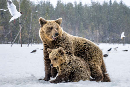 She-Bear and bear cubs in snow-covered field. Snowfall in winter forest. natural habitat. Brown bear, Scientific name: Ursus Arctos Arctos.の写真素材