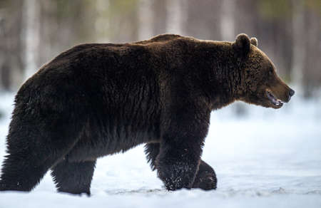 Wild Adult Brown bear in winter forest in evening twilight. Scientific name: Ursus Arctos. natural...