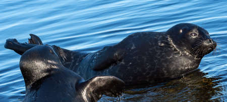 The Ladoga ringed seals. . Scientific name: Pusa hispida ladogensis. The Ladoga seal in a natural habitat. Ladoga Lake. Russiaの写真素材