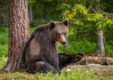 The bear sits under a pine tree and stretches, putting his paw forward. Brown bear in the summer forest. close up portrait. Scientific name: Ursus arctos. natural habitat.の写真素材