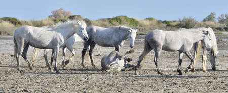 he white horse rolls in dust. White camargue horses on his habitat Parc Regional de Camargue - Provence, Franceの写真素材
