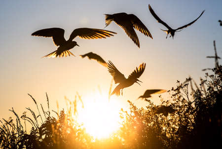 Silhouette of flying common tern. Flying common tern on the sunset sky background. back sunlight. Scientific name: Sterna hirundo. natural environment. Russia. Ladoga Lake.の写真素材