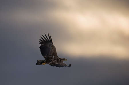 Flying Eagle silhouetted on sunset sky background. Juvenile sea eagle flying among storm clouds near...