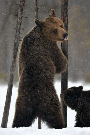 Ursa bear stood on its hind legs. She-Bear and bear cubs on the snow. Brown bears in the winter forest. natural habitat. Scientific name: Ursus Arctos Arctos.の写真素材