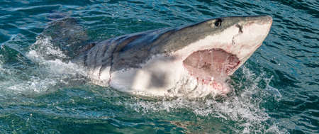 Great white shark with open mouth. Attacking Great White Shark in the water of the ocean. Great White Shark, scientific name: Carcharodon carcharias. South Africa.の写真素材