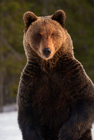 Close up portrait of Brown bear in the winter forest at sunset. front view. Brown bear standing on his hind legs. Scientific name: Ursus arctos. natural habitat. Sunset lightの写真素材