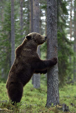 Brown bear stands on its hind legs by a tree in a pine forest. Adult of brown bear. Scientific name: Ursus arctos. natural habitat. autumn seasonの写真素材