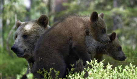 She-bear and Cubs in the summer forest. Brown bear, Scientific name: Ursus Arctos Arctos. natural habitat.の写真素材