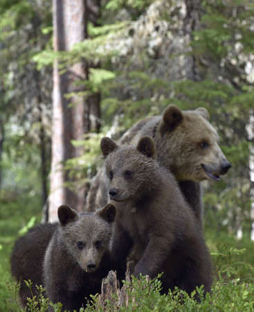 She-bear and Cubs in the summer forest. Brown bear, Scientific name: Ursus Arctos Arctos. natural habitat.の写真素材