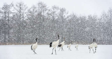Japanese cranes in snowfall. The red-crowned crane. Scientific name: Grus japonensis, also called the Japanese crane or Manchurian crane, is a large East Asian Crane. winter season.の写真素材