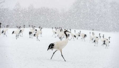 Japanese cranes in snowfall. The red-crowned crane. Scientific name: Grus japonensis, also called the Japanese crane or Manchurian crane, is a large East Asian Crane. winter season.の写真素材