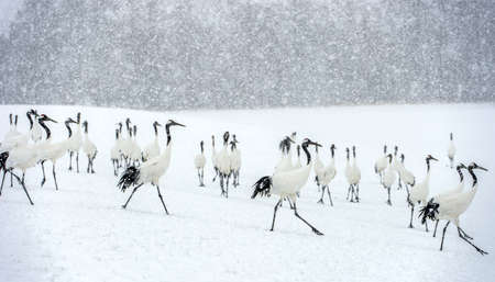 Japanese cranes in snowfall. The red-crowned crane. Scientific name: Grus japonensis, also called the Japanese crane or Manchurian crane, is a large East Asian Crane. winter season.の写真素材