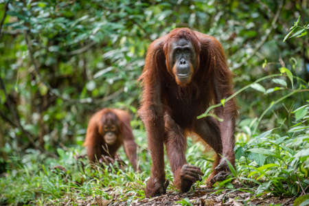 Bornean orangutan in the wild nature. Central Bornean orangutan (Pongo pygmaeus wurmbii) in natural...