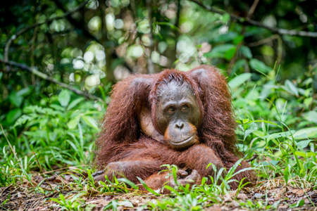 Bornean orangutan in the wild nature. Central Bornean orangutan (Pongo pygmaeus wurmbii) in natural habitat. Tropical Rainforest of Borneo.Indonesiaの写真素材