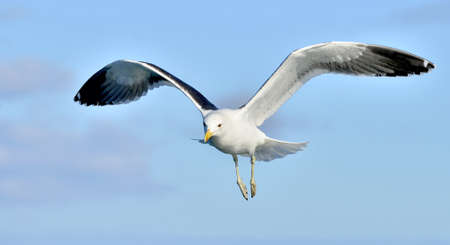 Flying Juvenile Kelp gull (Larus dominicanus), also known as the Dominican gull and Black Backed...
