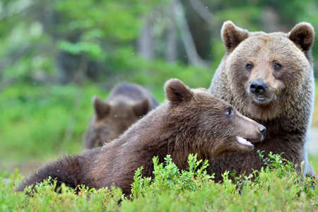 She-bear and bear-cubs. Adult female of Brown Bear (Ursus arctos) with cubs in the summer forest.の写真素材