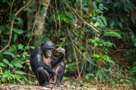 The Bonobo (Pan paniscus) in rain forest. Natural green jungle background. Democratic Republic of...