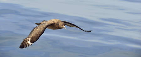 Great Skua ( Catharacta skua ) in flight on blue ocean water background