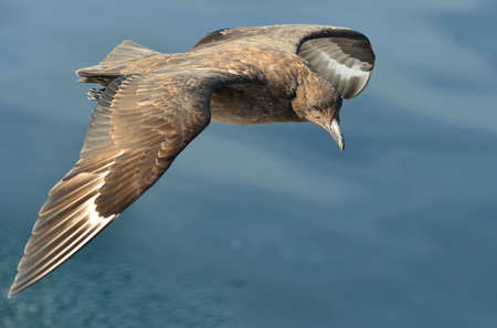 Great Skua ( Catharacta skua ) in flight on blue ocean water backgroundの写真素材