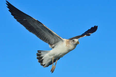 Flying Juvenile Kelp gull (Larus dominicanus), also known as the Dominican gull and Black Backed...