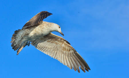 Flying Juvenile Kelp gull (Larus dominicanus), also known as the Dominican gull and Black Backed...