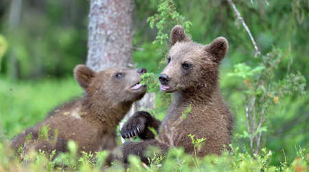 Cubs of Brown bear (Ursus Arctos Arctos) in the summer forest. natural green backgroundの写真素材