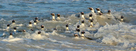 African penguins walk out of the ocean on the sandy beach. African penguin (Spheniscus demersus) also known as the jackass penguin and black-footed penguin. Boulder colonies. capetown. South Africaの写真素材