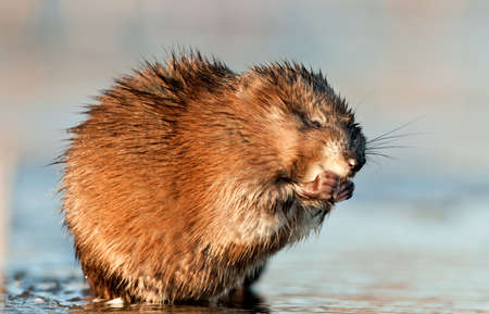 Eating Muskrat ( Ondatra zibethica ) in sunset light. autumn season.の写真素材