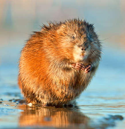 Eating Muskrat ( Ondatra zibethica ) in sunset light. autumn season.の写真素材