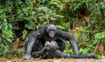 Bonobo mating. The bonobo ( Pan paniscus), formerly called the pygmy chimpanzee and less often, the dwarf or gracile chimpanzeeの写真素材