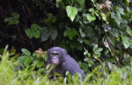 The close up Bonobo in natural habitat. green natural background. The Bonobo (Pan paniscus), earlier...