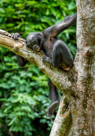 The portrait of juvenile Bonobo on the tree in natural habitat. green natural background. The Bonobo...