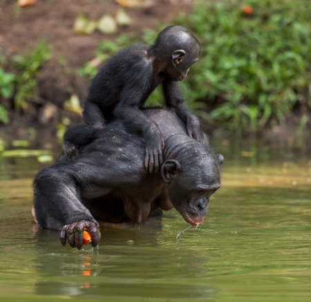 Bonobo standing on her legs in water with a cub on a back and drinks water. green natural background. The Bonobo (Pan paniscus), earlier being called the pygmy chimpanzee. Democratic Republic of the Congo. africaの写真素材