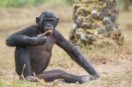 Juvenile Bonobo is sitting on the ground. The Bonobo (Pan paniscus), called the pygmy chimpanzee....