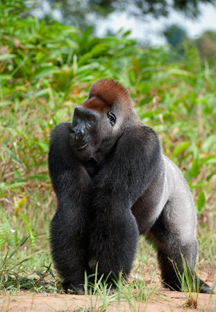 Silverback, adult male of a gorilla. Gorilla at a short distance, but something has distracted her...