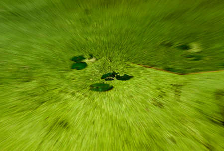 green grass background zoom