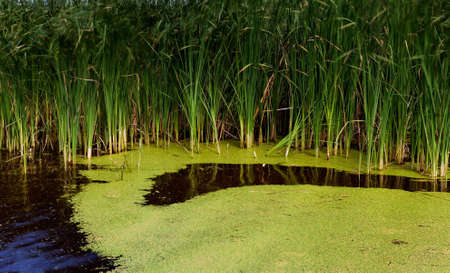 overgrown pond. Grown with a Duckweed and a cane a coastal strip.