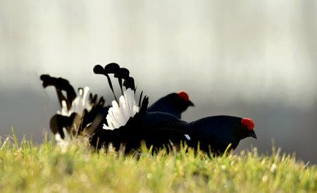 Gorgeous lekking black grouse (Tetrao tetrix). (Lyrurus tetrix). Early morning at the lek. springtime. Russia.の写真素材
