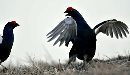 Gorgeous lekking black grouse (Tetrao tetrix). (Lyrurus tetrix). Early morning at the lek....
