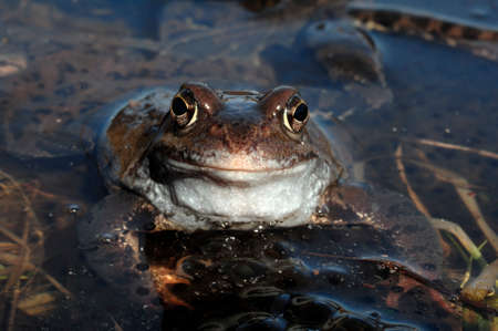 he common frog (Rana temporaria) mating, also known as the European common frog, European common...