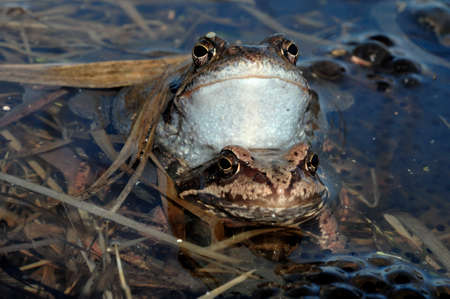 Copulation of The common frog (Rana temporaria) mating, also known as the European common frog,...