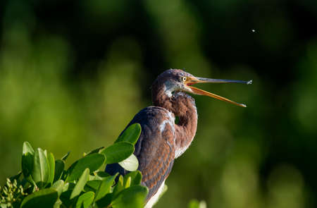 The adult tricolored heron (Egretta tricolor) is fishing , formerly known in North America as the Louisiana heron, is a small heron. Tricolored Heron (Egretta tricolor).の写真素材