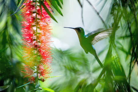 Flying Cuban Emerald Hummingbird (Chlorostilbon ricordii), Cienaga de Zapata, Cubaの写真素材