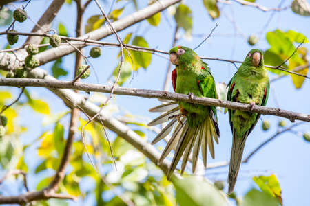 Cuban Parakeet, Aratinga euops, an endemic species of Cuba