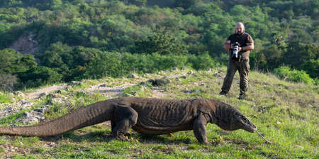Photographer and Komodo dragon in Komodo National Park. The Komodo dragon, scientific name: Varanus komodoensis. natural habitat. Indonesia. Rinca Island.のeditorial素材