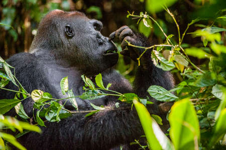 Portrait of a western lowland gorilla (Gorilla gorilla gorilla) close up at a short distance....